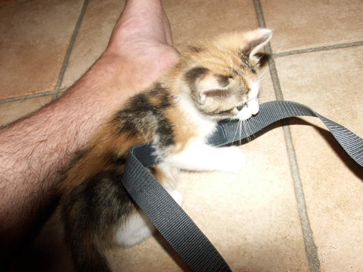 caramel 06-04 037.jpg - DCF 1.0